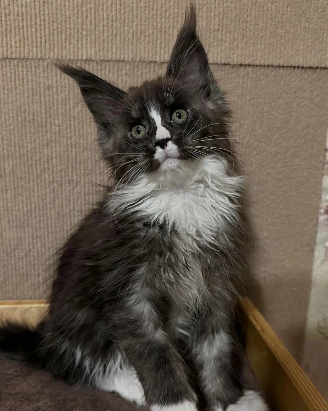 Beautiful Classic Maine Coon kitten