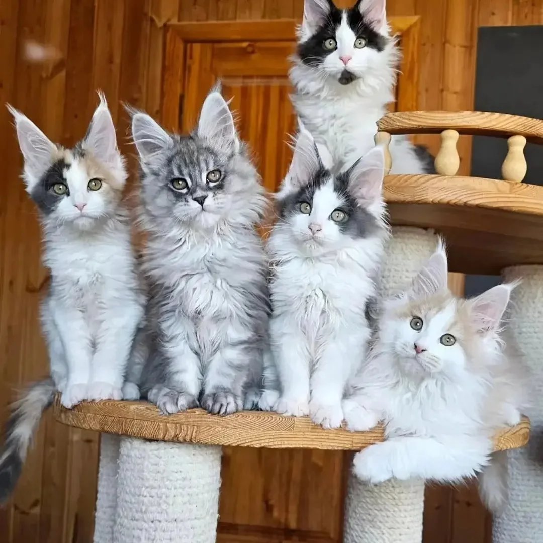 Majestic Maine Coon Cat