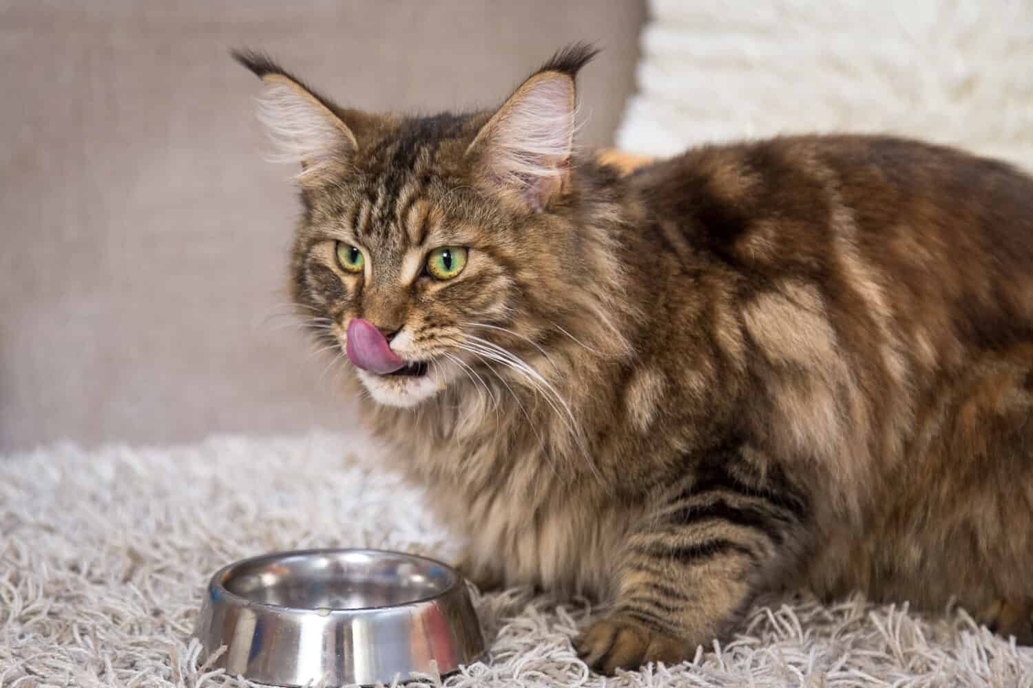 Beautiful Maine Coon cat looking majestic and worth the investment