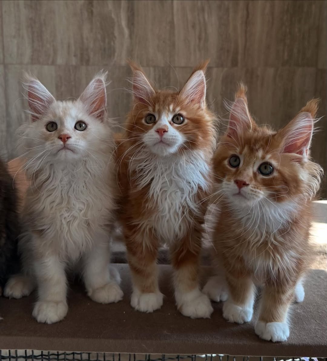 Ethical Maine Coon breeder with cats