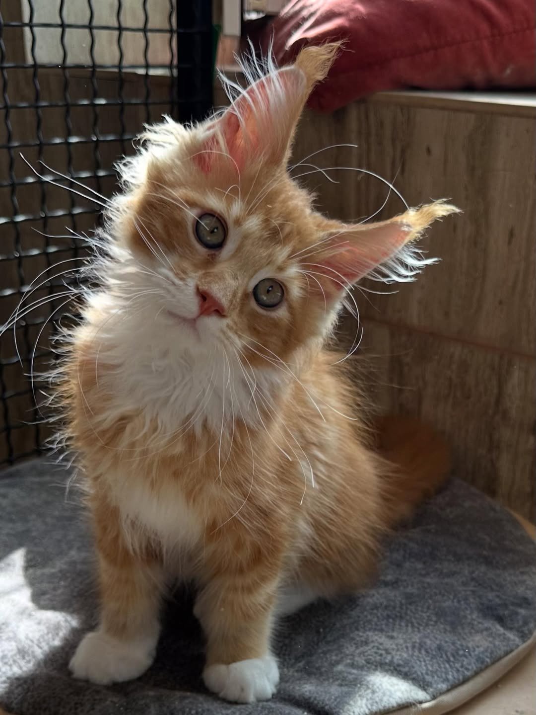 Maine Coon cat peacefully interacting with a young child
