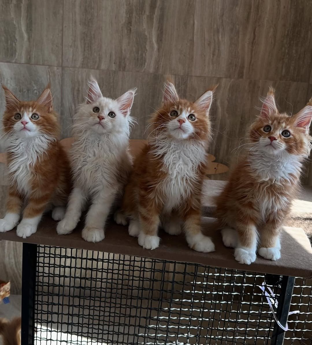 Maine Coon kitten with essential supplies including food bowl, toys, and bed