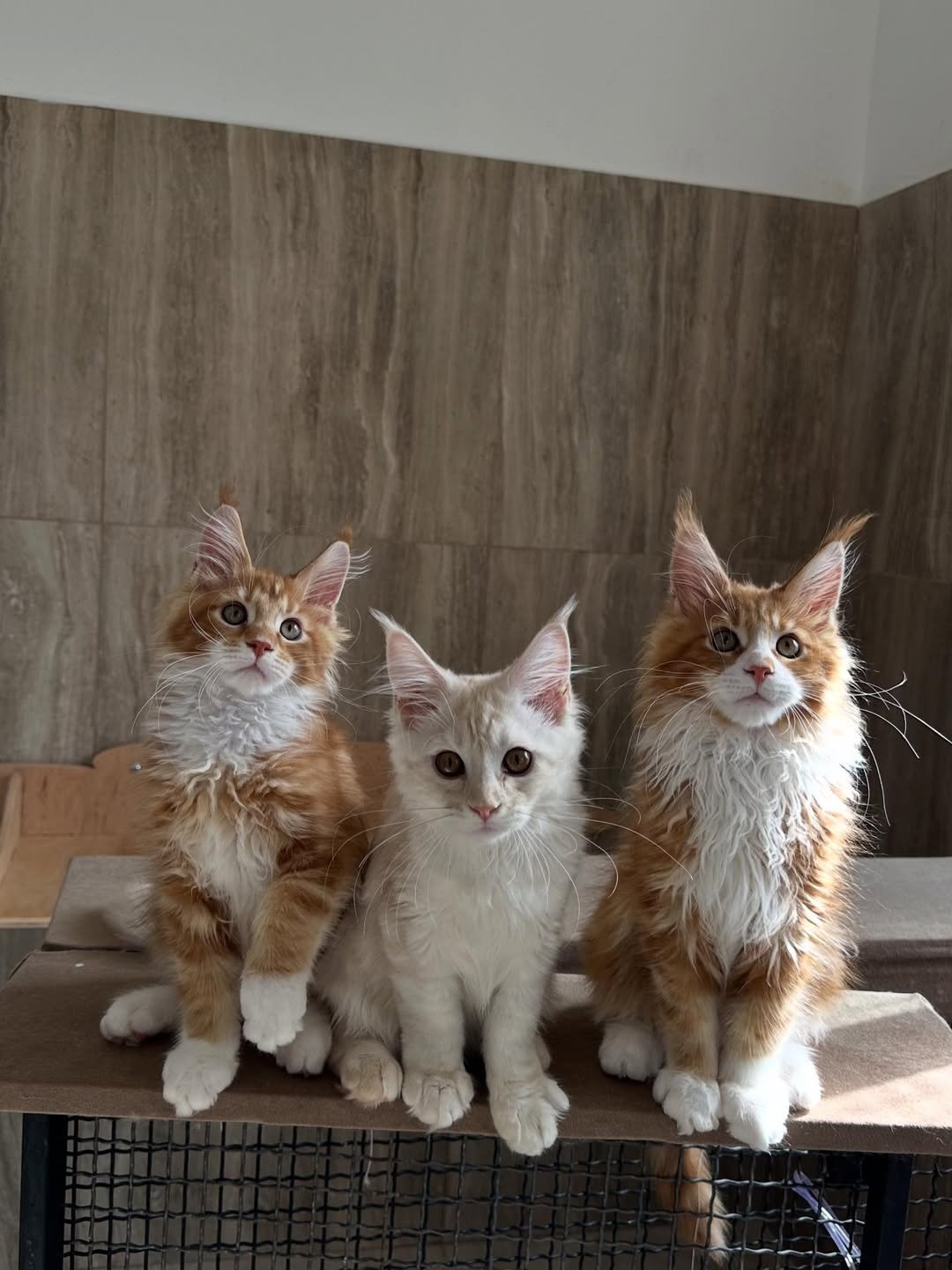 Adorable Maine Coon kitten sitting on a soft blanket