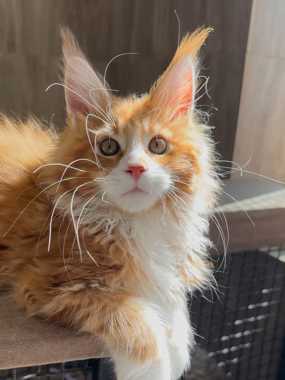 Maine Coon cat with family