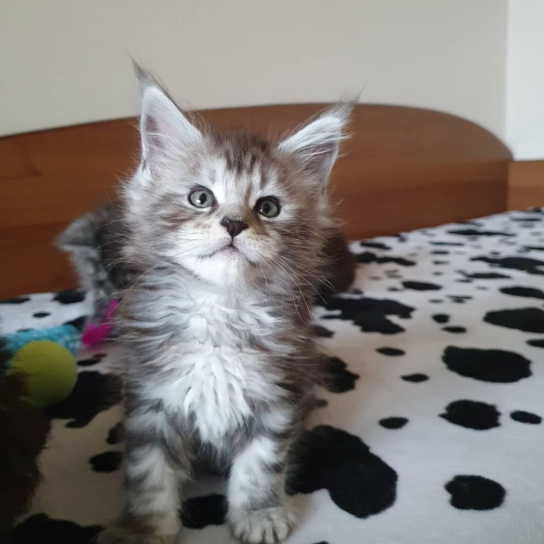 Maine Coon cat playing with interactive puzzle toy