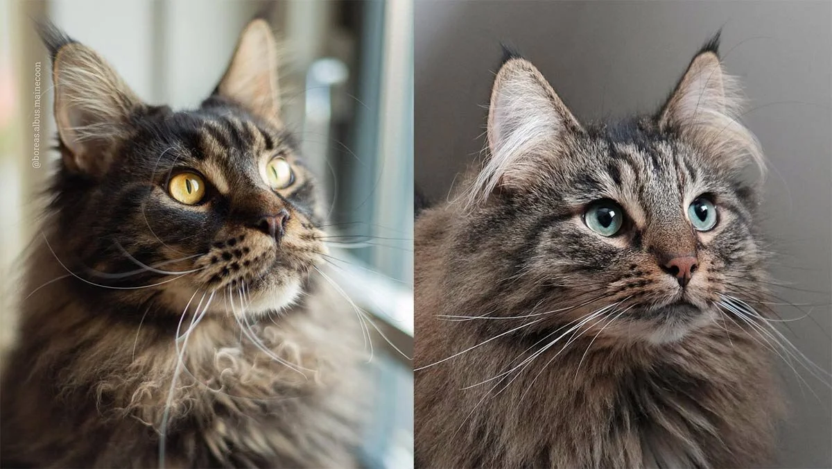 Side-by-side comparison of a Maine Coon and a Norwegian Forest Cat sitting together